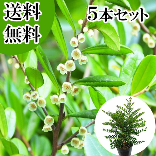 楽天市場】ヒサカキ 苗 【ハマヒサカキ】 5号ポット苗 榊 びしゃこ