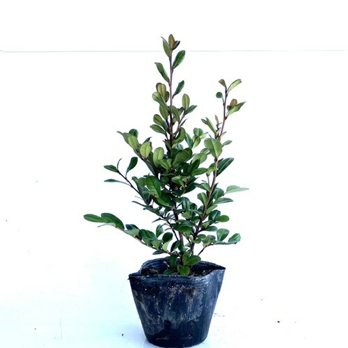 楽天市場】姫サカキ 苗 【斑入りヒサカキ 残雪 （ざんせつ）】 ポット