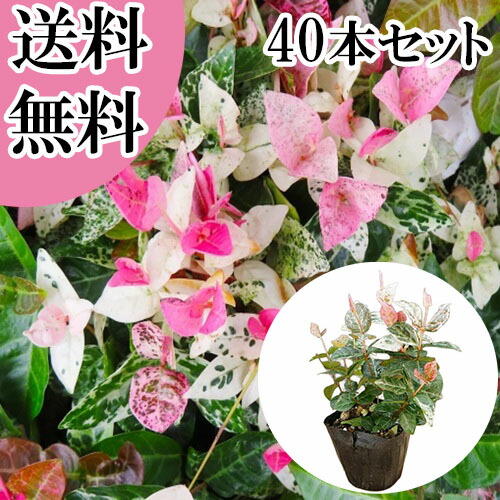 【送料無料】【40本セット】 ハツユキカズラ / 9.0cmポット はつゆきかずら はつゆきかずら 初雪カヅラ 初雪カズラ ハツユキカヅラ 苗 植木 苗木 庭 グランドカバー 下草 寄せ植え 低木｜花と緑