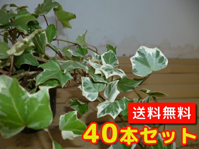 ヘデラ ヘリックス グレイシャー 長さ30cm前後 9cmポット へでら へりっくす ぐれいしゃー アイビー ヘデラヘリックス 苗 植木 苗木 グランドカバー 下草 寄せ植え 低木 最大79 オフ