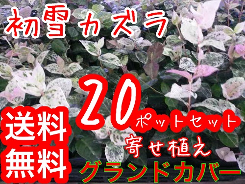 楽天市場 ハツユキカズラ 9cmポット 本セット T1送料無料 はつゆきかずら はつゆきかずら 初雪カヅラ 初雪カズラ ハツユキカヅラ 販売 苗 植木 苗木 庭木 グランドカバー 下草 寄せ植え 低木 花と緑