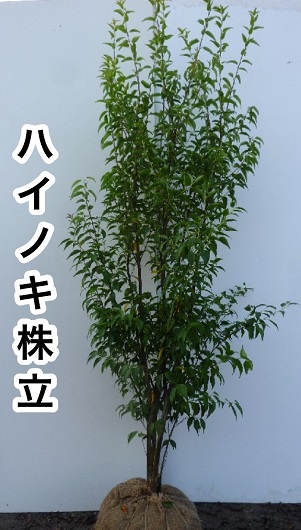 楽天市場】【 単 品 】 カイヅカイブキ 樹高0.8m前後 15cmポット