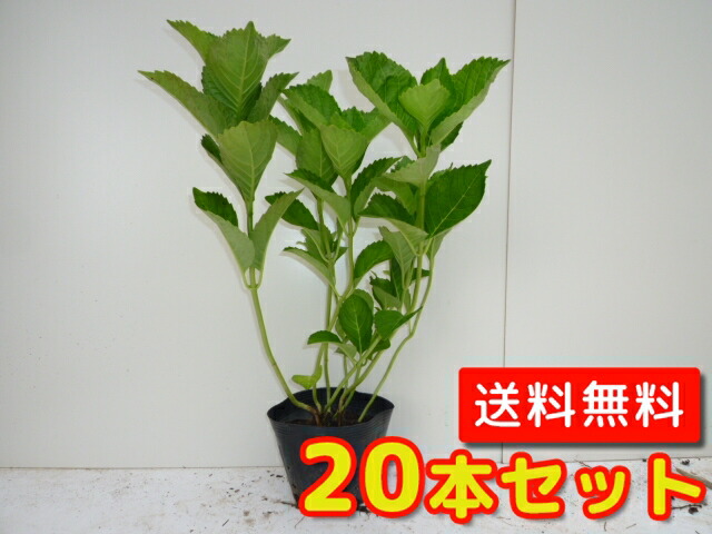国内発送抜群 送料無料 樹高0 4m前後 ガクアジサイ 15cmポット ガーデニング 農業 当店は北海道 沖縄県への発送は行っていません 予めご了承願います 木花 ガーデン Diy 紫陽花 苗 本セット 販売 セット商品も販売中 T2送料無料 がくあじさい 国内発送抜群 送料無料 樹高0 4m前後 ガクアジサイ 15cmポット ガーデニング 農業 当店は北海道 沖縄県への発送は行っていません 予めご了承願います 木花 ガーデン Diy 紫陽花 苗 本セット 販売 セット商品も販売中 T2送料無料 がくあじさい