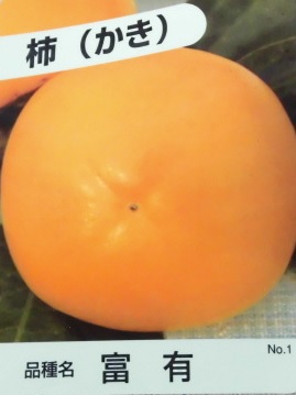 【送料無料】【10本セット】 カキ 富有柿 樹高0.5m前後 12cmポット かき かきのき フユウガキ 接木苗 柿木 柿の木 柿ノ木 苗 植木 苗木 庭 果樹苗 果樹 木｜花と緑
