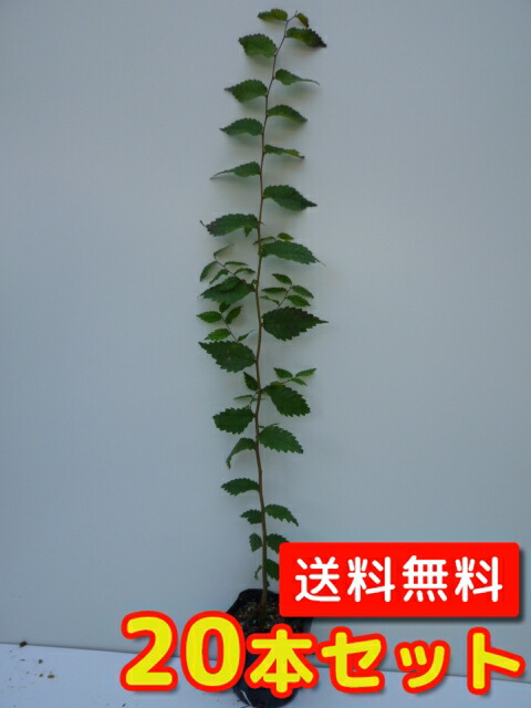 【貨物輸送無料】【20本書き割り】 ケヤキ 樹高0.5m前後 10.5糎ポット けやき 欅   苗 植木 若木   生け垣 包みかくし  山林苗