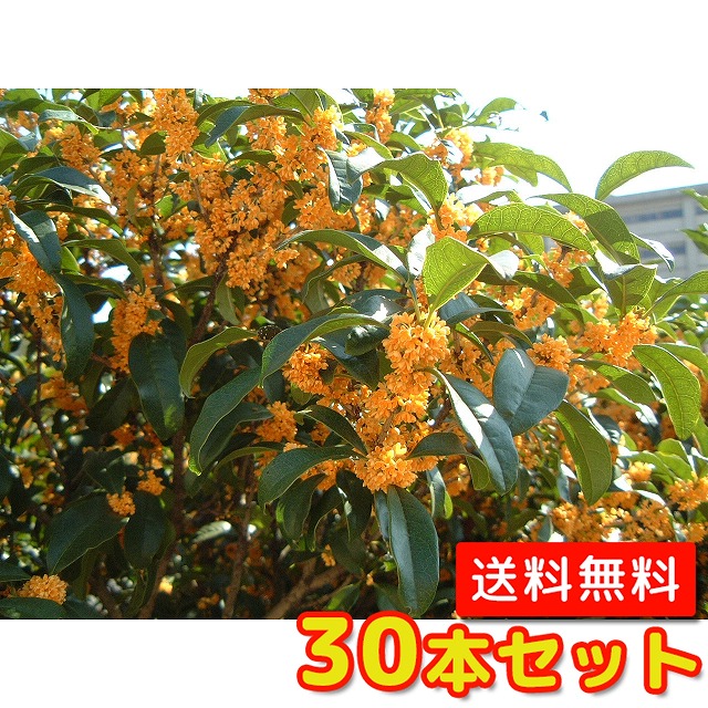 キンモクセイ 樹高0 4m前後 10 5cmポット きんもくせい 金木犀 もくせい 苗 植木 苗木 生垣 目隠し 品質が完璧