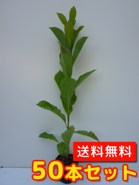 値引 苗木 植木 苗 （160本セット）（送料無料） 10.5cmポット 樹高0.5 