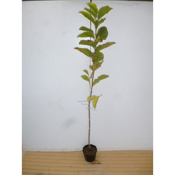 コブシの苗木 satoyama-nae01.jpg