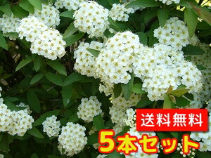 楽天市場】【小手毬 （ コデマリ ）】 ポット苗 : 苗木部 by