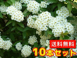 【貨物輸送無料】【10本書き割り】 コデマリ 樹高0.4m前後 15糎ポット こでまり 小手毬 落葉 かん木 花木  苗 植木 若木   生け垣 包みかくし
