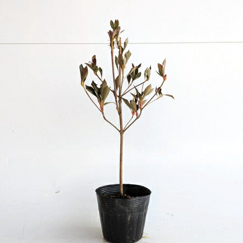 駆ける。。駆ける。。超絶品ドウダンツツジ。 駆ける。。駆ける。。超