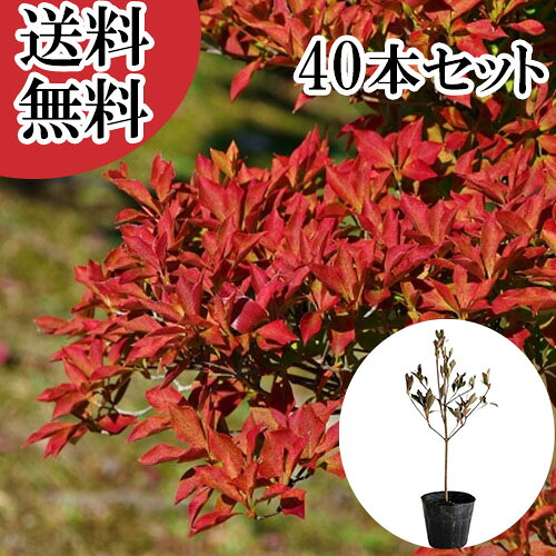 【送料無料】【40本セット】 ドウダンツツジ 樹高0.3m前後 10.5cmポット どうだんつつじ 灯台躑躅 苗 植木 苗木 庭 生垣 目隠し