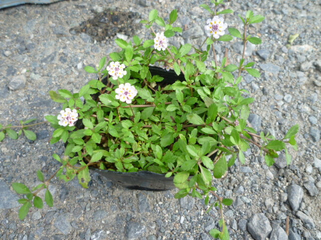 リピア（ヒメイワダレソウ）35ポット リピア（ヒメイワダレソウ）35ポット 送料無料 | 関戸園芸