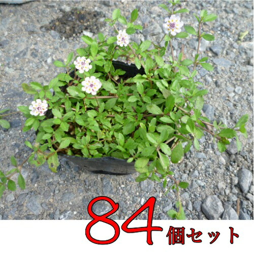 庭木 植木 送料無料 セット商品も販売中 寄せ植え 当店は北海道 沖縄県への発送は行っていません 予めご了承願います リピア ヒメイワダレソウ 9cmポット 84本セット T1送料無料 りぴあ ひめいわだれそう 岩垂草 イワダレソウ リッピア 販売 庭木 植木 送料無料 セット商品も販売中 寄せ植え 当店は北海道 沖縄県への発送は行っていません 予めご了承願います リピア ヒメイワダレソウ 9cmポット 84本セット T1送料無料 りぴあ ひめいわだれそう 岩垂草 イワダレソウ リッピア 販売
