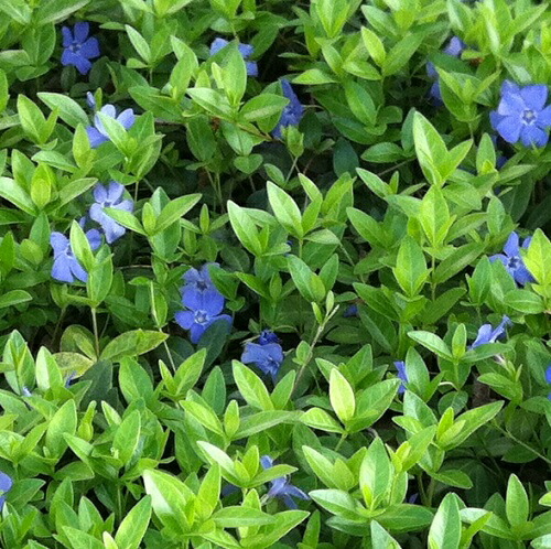 送料無料 セット商品も販売中 9cmポット 当店は北海道 植木 沖縄県への発送は行っていません 予めご了承願います ビンカマジョール 9cmポット 28本セット T1送料無料 びんかまじょーる 販売 苗 植木 苗木 庭木 グランドカバー 下草 寄せ植え 低木