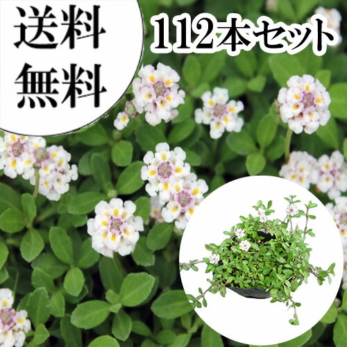 【貨物輸送無料】【112本書き割り】 リピア（ヒメイワダレソウ） / 9.0珊ポット りぴあ（ひめいわだれ其れは其れは） 岩垂草 イワダレソウ(リッピア)  苗 植木 若木  地びた取りまかなう 下草 寄せ植え かん木