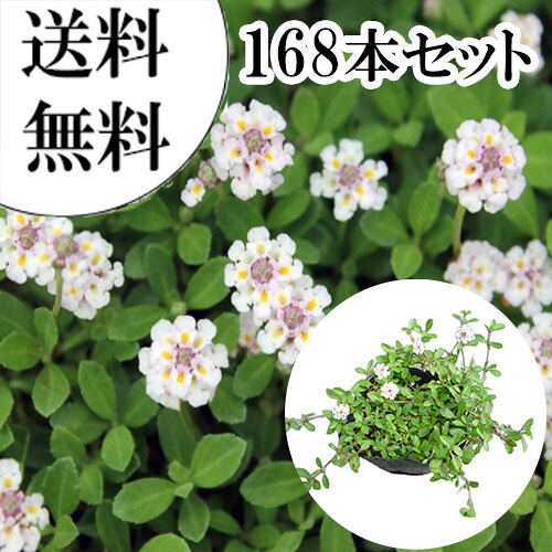 【送料無料】【168本セット】 リピア（ヒメイワダレソウ） / 9.0cmポット りぴあ（ひめいわだれそう） 岩垂草 イワダレソウ(リッピア) 苗 植木 苗木 グランドカバー 下草 寄せ植え 低木
