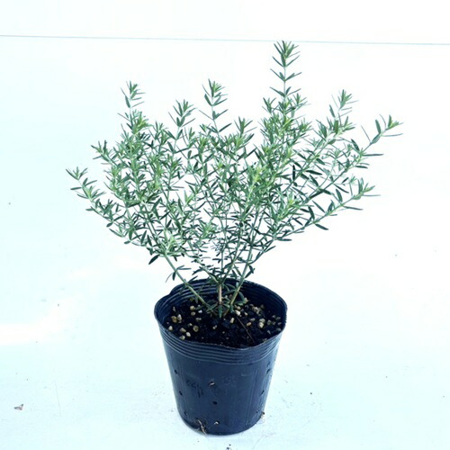 楽天市場】【送料無料】【2本セット】 ウエストリンギア 樹高0.4m前後