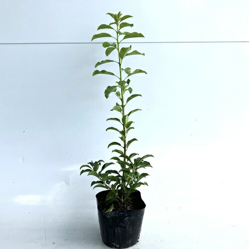 楽天市場】【 単 品 】 ソヨゴ 樹高0.3m前後 10.5cmポット そよご 冬青