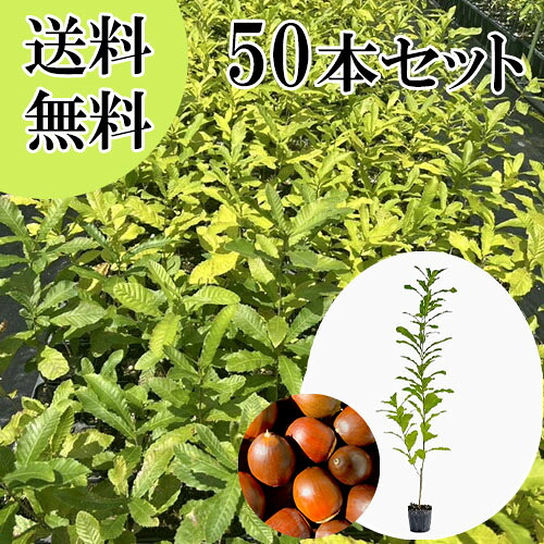 【送料無料】【50本セット】 クヌギ 樹高0.8m前後 10.5cmポット くぬぎ 橡 櫟 椚 苗 植木 苗木 庭 生垣 目隠し 山林苗