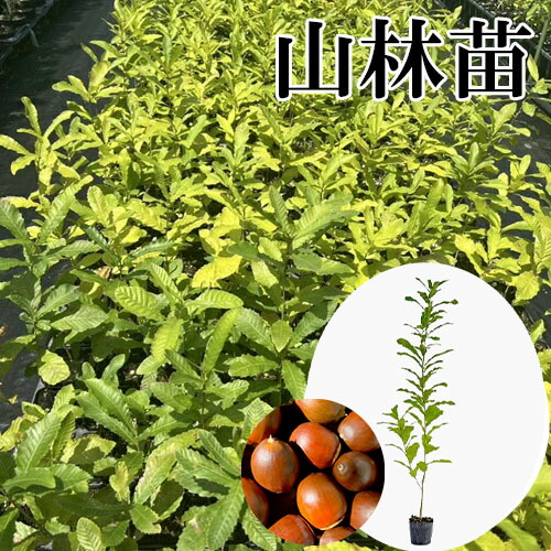 くすのき 楽天市場】【 単 品 】 クスノキ 樹高0.3m前後 10.5cmポット くすのき