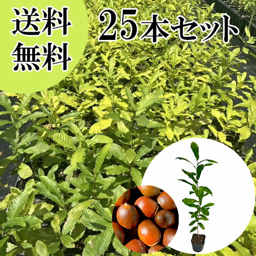 【送料無料】【20本セット】 クヌギ 樹高0.5m前後 10.5cmポット くぬぎ 橡 櫟 椚 苗 植木 苗木 庭 生垣 目隠し 山林苗