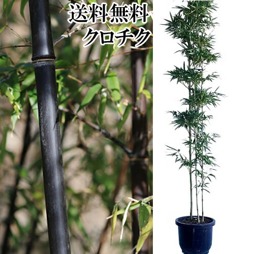 楽天市場】◇≪黒竹・180≫◇10号鉢植え◇クロチク◇クロタケ◇（L