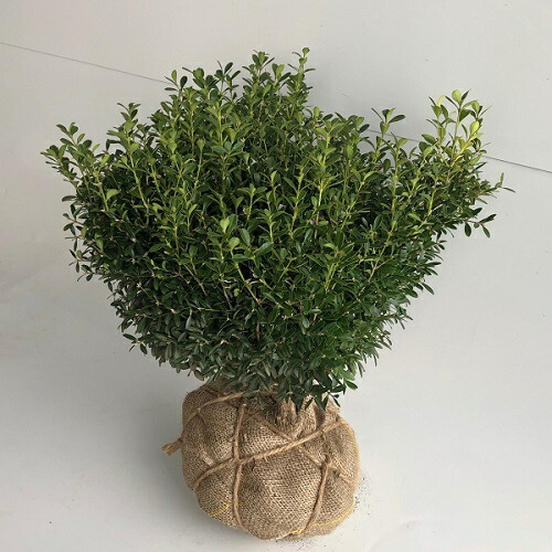 クサツゲ 樹高0 3m前後 根巻 4本セット T1送料無料 くさつげ ひめつげ にわつげ 草柘植 ヒメツゲ ニワツゲ 柘植 販売 苗 植木 苗木 庭木 垣根 生垣 生け垣 生垣用 目隠し 木 Dsmre Com