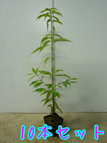 楽天市場 シラカシ 樹高0 3m前後 10 5cmポット 10本セット T1送料無料 しらかし 白樫 白橿 販売 苗 植木 苗木 庭木 垣根 生垣 生け垣 生垣用 山林苗 目隠し 木 花と緑 楽天市場 シラカシ 樹高0 3m前後 10 5cmポット 10本セット T1送料無料 しらかし 白樫 白橿 販売 苗 植木 苗木 庭木 垣根 生垣 生け垣 生垣用 山林苗 目隠し 木 花と緑