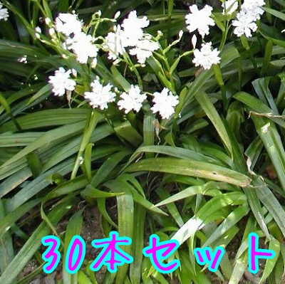 【送料無料】【30本セット】 シャガ / 10.5cmポット しゃが 射干 著莪 胡蝶花 苗 植木 苗木 庭 グランドカバー 下草 寄せ植え 低木｜花と緑