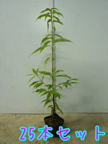人気ショップが最安値挑戦 シラカシ 樹高0 5m前後 10 5cmポット 25本セット T1 しらかし 白樫 白橿 販売 苗 植木 苗木 庭木 垣根 生垣 生け垣 生垣用 山林苗 目隠し 木 肌触りがいい Www Labclini Com