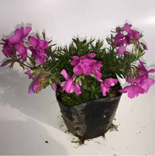 超特価sale開催即納 のセット商品も販売中 当店は北海道 沖縄県への発送は行っていません 予めご了承願います 9cmポット シバザクラ ピンク T2送料無料 ダニエルクッション 112本セット 苗木 苗物 しばざくら 送料無料 芝桜 濃ピンク 販売 苗