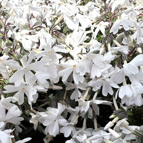 200本セット】シラン / 10.5cmポット しらん 紫蘭 花：4月位 苗 植木 苗木