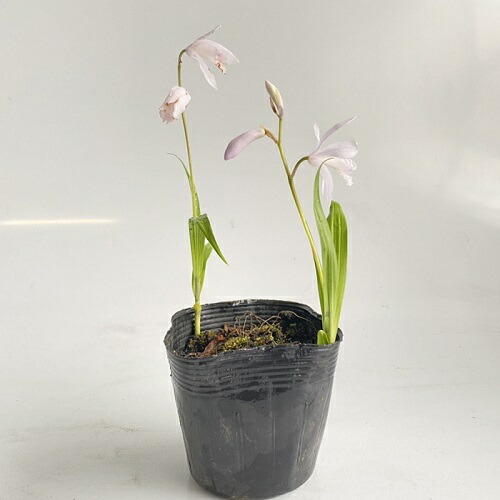 シロバナシラン 10.5cmポット しらん 紫蘭 苗 植木 低木 寄せ植え グランドカバー 豪華な 下草 苗木 シロバナシラン 10.5cmポット しらん 紫蘭 苗 植木 低木 寄せ植え グランドカバー 豪華な 下草 苗木 【ついに再販開始!】