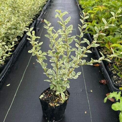 楽天市場 送料無料 本セット シルバープリペット 樹高0 2m前後 10 5cmポット しるばーぷりぺっと プリペット 苗 植木 苗木 生垣 目隠し 花と緑