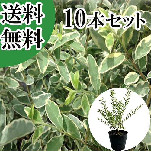 【貨物輸送無料】【10本仕掛ける】 シルバープリペット 樹高0.5m前後 15糎ポット しるばーぷりぺっと プリペット   苗 植木 若木   生け垣 つつみ隠し