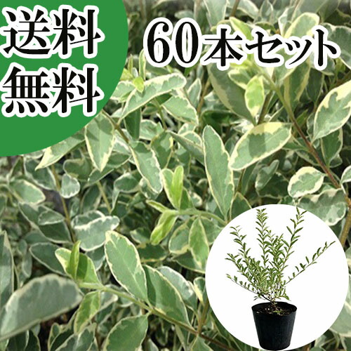 【貨物輸送無料】【60本書き割り】 シルバープリペット 樹高0.5m前後 15糎ポット しるばーぷりぺっと プリペット   苗 植木 若木   生け垣 包みかくし