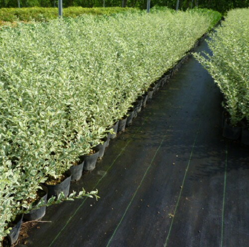 2652円 販売 シルバープリペット 樹高0 6m前後 15cmポット しるばーぷりぺっと プリペット 苗 植木 苗木 生垣 目隠し