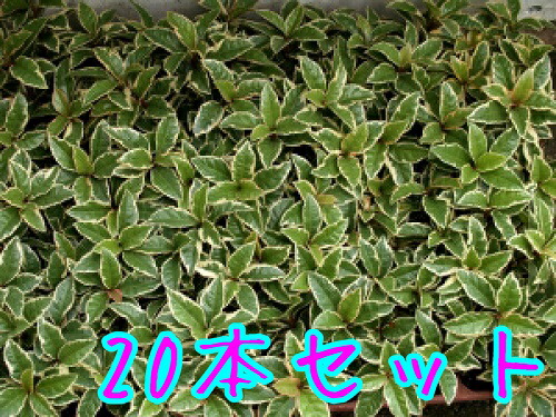 楽天市場 フイリヤブコウジ 9cmポット 本セット T1送料無料 ふいりやぶこうじ 斑入り藪柑子 十両 斑入りヤブコウジ 販売 苗 植木 苗木 庭木 グランドカバー 下草 寄せ植え 低木 花と緑
