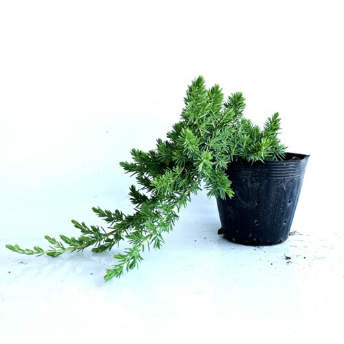 ブルーブルー コニファー ６本セット 楽天市場】ブルーパシフィック6本セット【コニファー 北欧スタイル