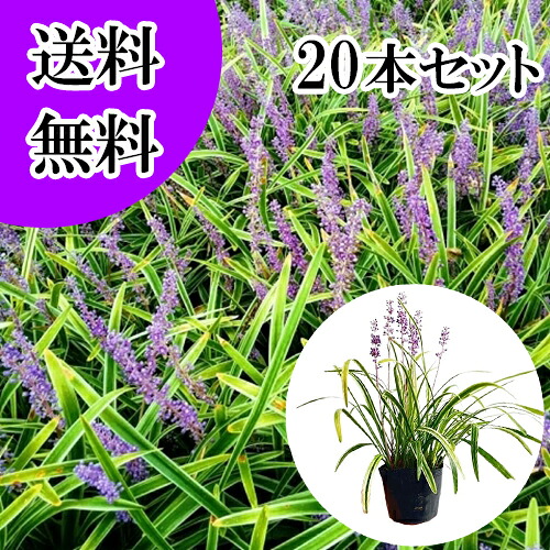 【貨物輸送無料】【20本仕掛ける】 フイリヤブラン / 10.5糎ポット ふいりやぶらん 斑入り藪蘭 斑入りヤブ幽客 花：10月中旬 苗 植木 若木  地べた押しかぶせる 下草 寄せ植え かん木