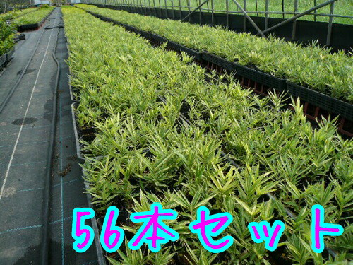 チゴザサ 当店は北海道 沖縄県への発送は行っていません 予めご了承願います 植木 T1送料無料 寄せ植え 9cmポット 送料無料 ちござさ グランドカバー 56本セット 稚児笹 セット商品も販売中 グランドカバーに 販売 苗 植木 苗木 庭木 グランド