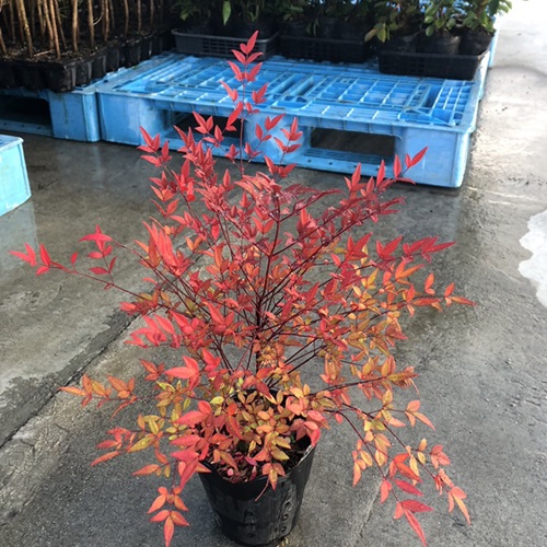 ニー プロフ必須】イロハモミジ高さ120㎝前後2本、オタフクナンテン6本