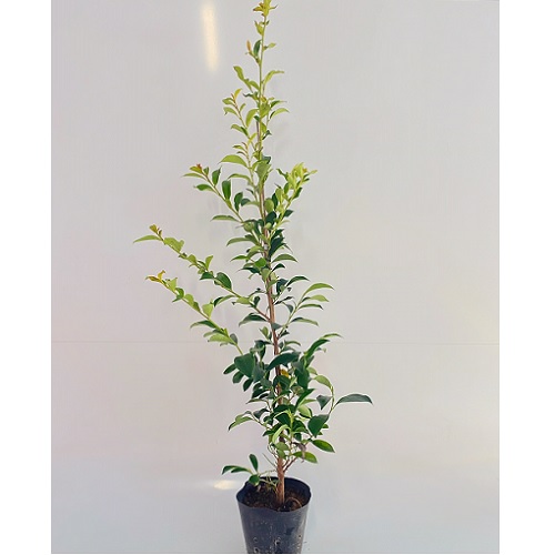 超美品の サカキ 木 本サカキ 神事 祭壇 本神榊 榊 さかき 庭木 苗木 植木 苗 販売 本サカキ 神事 祭壇 本神榊 榊 さかき Y1送料無料 8本セット 15cmポット 樹高1 0m前後 Www Scholarshub Net