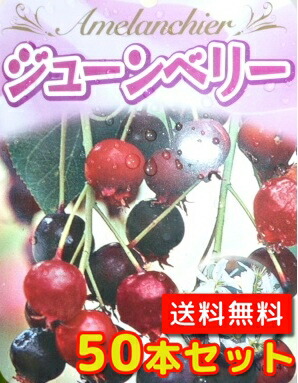 新作続 ジューンベリー 樹高0 3m前後 10 5cmポット じゅーんべりー アメリカザイフリボク 春に白い花が咲き ６月上旬ごろ実がなります 苗 植木 苗木 生垣 果樹苗 Fucoa Cl