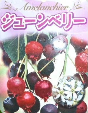 楽天市場】ジューンベリー 苗 苗木 9cmポット 1株 樹高約50～60cm
