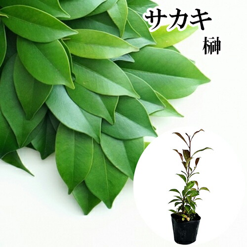 楽天市場】【1本】ハマヒサカキ（浜姫榊） 樹高30cm : グリーンロケット