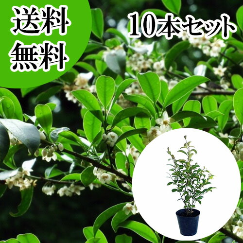 楽天市場】【 単 品 】 サカキ （ホンサカキ） 本榊 樹高0.6m前後 15cm