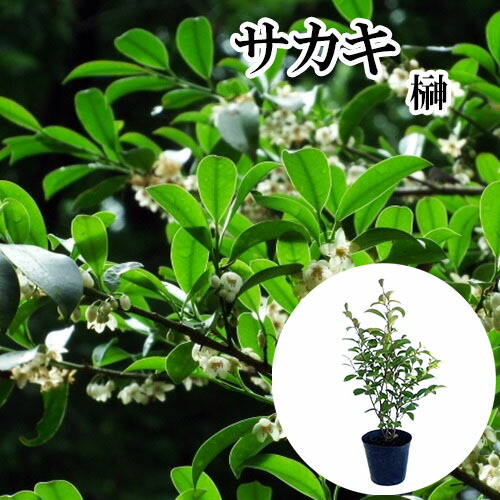 楽天市場】◇送料無料◇ ヒサカキ 苗 【姫榊 （ひさかき）】 5号ポット