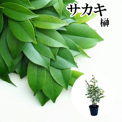 楽天市場】【 単 品 】 ヒサカキ 樹高0.4m前後 15cmポット ひさかき 姫